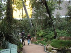 The Melbourne Museum was right across the street from our hostel.  We spent a whole afternoon there; this is the forest exhibit, which focused on Australian ecosystems.  They even had...
