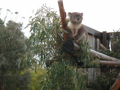 the koala surveys the land