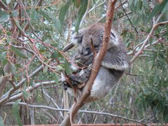The koala all snuggled up.  It makes ya feel all cozy. :)