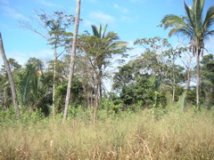 Rainforest between mission towns