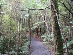 Lots of trails like this take you through the island on the lookout for rare New Zealand birds.