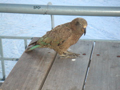 There were these cute little birds outside the lodge.  Actually they were kind of big.