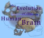 The Evolution of the Human Brain