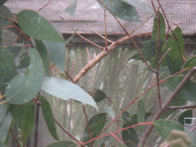 Stick insects!!