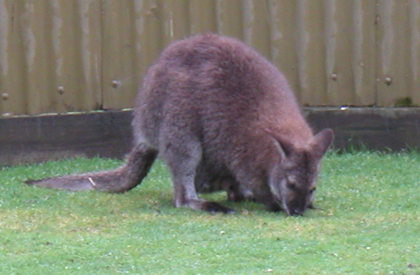 If you look very closely, you can see the "joey" wallaby sticking his head out of the pouch and eating grass along with "mum".