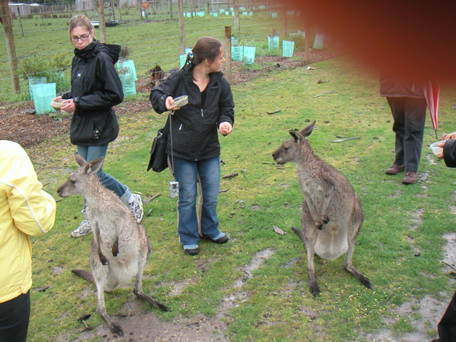 It was a standoff: the girls vs. the 'roos.  After several tense moments, the 'roos decided that they would... resume eating our food.