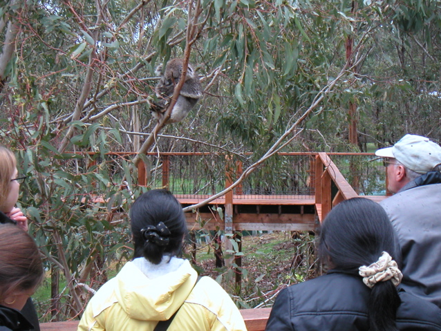 After eating an awesome lunch at a hostel on Phillips Is., we went to this amazing koala park.  They had built walkways all around so that we were closer to "koala height" and could see them more easily.  They sleep 20 hours a day and only switch trees at night, so you can take your time watching them. :)