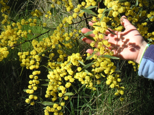 checkin out the Australian flowers