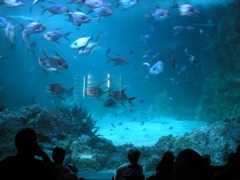There was also a cool Great Barrier Reef exhibit in the Sydney Aquarium - the closest we could come to actually going to the reef (which is far, far away from Sydney).  Here is one of the viewing areas.