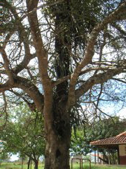 The outer tree was growing up and around the palm tree in the middle!  Rubin turned it into some story about men and women...