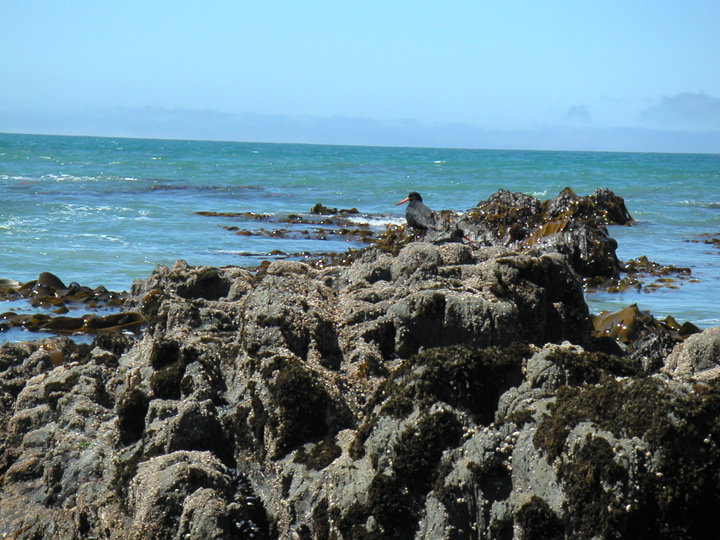 I squeezed in a three-day trip to the Catlins (south of Dunedin) and then Stewart Island (further south).  Here at Kaka Point I caught a photo of a sea bird on the rocks.