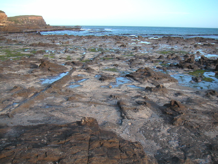 But the Coolest Place of All was right here at Curio Bay.  Known internationally (at least among geologists), the protrusions seen on this rock face are the fossilized remains of the stumps and logs of a Jurassic forest!  Can you see it?