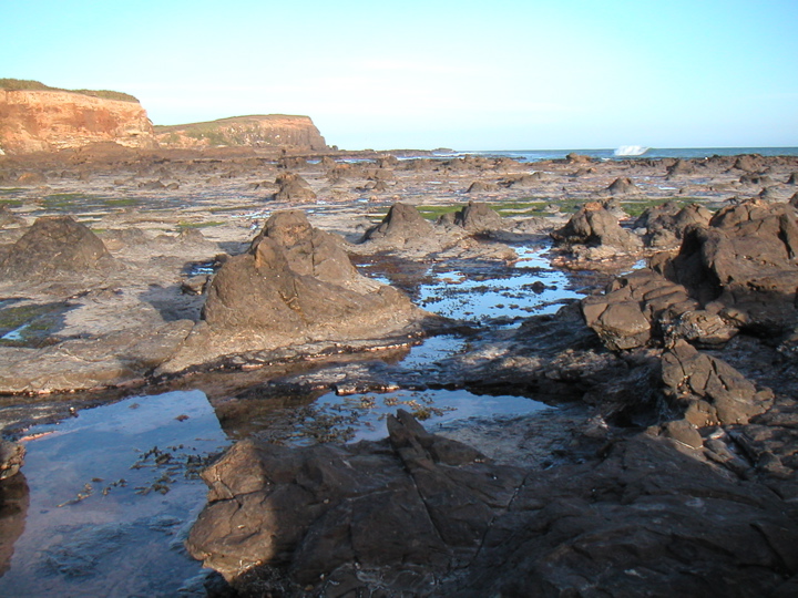 Down on the ledge I got a closer view of the "fossil forest".  It was preserved by an ash flow ("lahar") that covered the forest in muddy ash, thus killing it but preserving it.  Over time, minerals replaced the organic material in the stumps and logs and the ocean weathered away the ash to leave us this site.