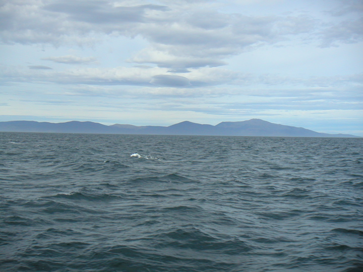 The next morning I took the "ferry" to Stewart Island, also known as Rakiura, which you can see in the distance across the Foveaux Straight.