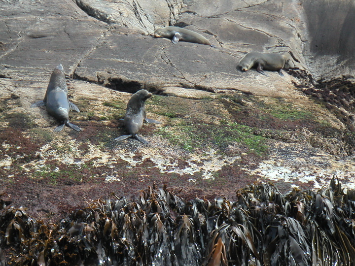 When we arrived at the end of the fiord, we found a whole colony of sea lions!  Click the picture for a movie of them!