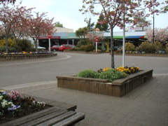 I spent several more days in Te Anau, admiring the spring flowers, checking out coffee shops, seeing movies...