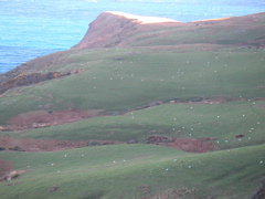 look at all the sheep!
