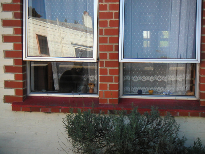 I hiked up Mt. Cargill with my new friend Selina.  About half of the walk was along the road on the way to the trailhead.  We passed this funny cat sitting in a window.
