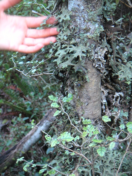 More interesting plant life.  There were also quite a few ferns, which you can vaguely see in the background.