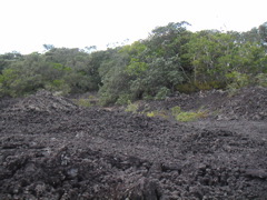 The island is completely volcanic and formed out of the sea only 600 years ago over a period of about 100 years.  The island was still largely barren basalt rock as seen in the foreground here.