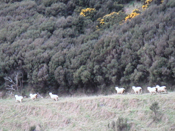 I'm telling you, those sheep are fast little buggers!