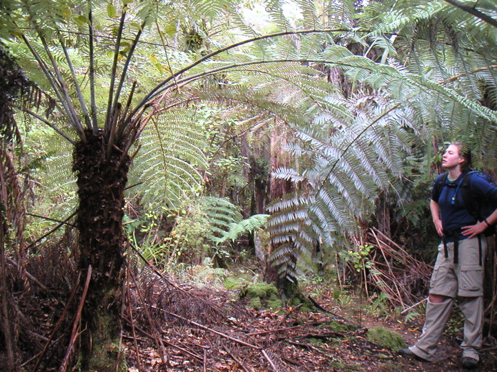 We camped near Able Tasman and the next morning set off hiking.  Here is Tenley next to a huuuuge tree fern!