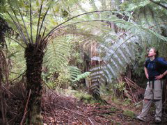 We camped near Able Tasman and the next morning set off hiking.  Here is Tenley next to a huuuuge tree fern!